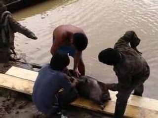 Dépecage d'un cochon sauvage à Juyuninsta