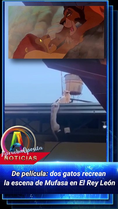 INCREIBLE Dos gatos recrean la mítica escena del Rey Leon