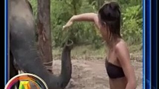 Elefante molesto embiste a una turista