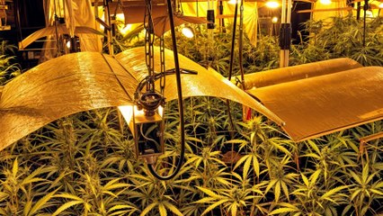 Desmantelado en Álava un pabellón con la mayor capacidad de producción de marihuana del País Vasco