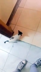 Cute Cat Relaxing in the CR