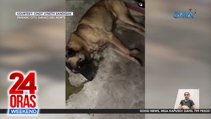 Asong namatay matapos makipaglaban sa cobra, itinuturing na hero dog | 24 Oras Weekend