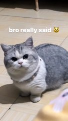 Ai-Cat (Selfie  Life Style) #aica #Kitten #Cute #funnycats450