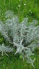 Le plaisir des odeurs au potager  (Exclusivité Dailymotion)