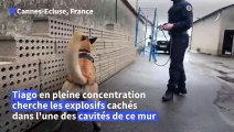 Les chiens renifleurs, une ressource convoitée avant les JO de Paris