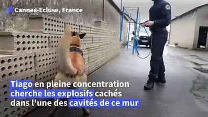 Les chiens renifleurs, une ressource convoitée avant les JO de Paris
