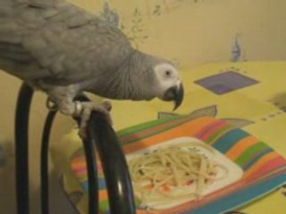 Kiwi mange des  spaghettis