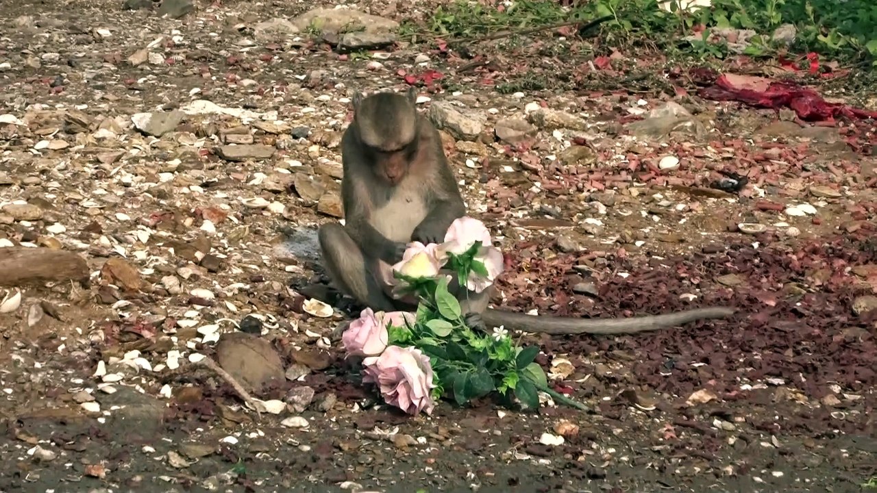 monkeys