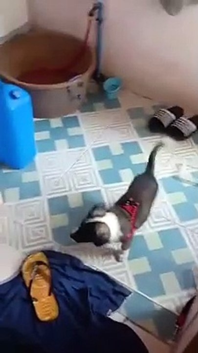 super dog dog