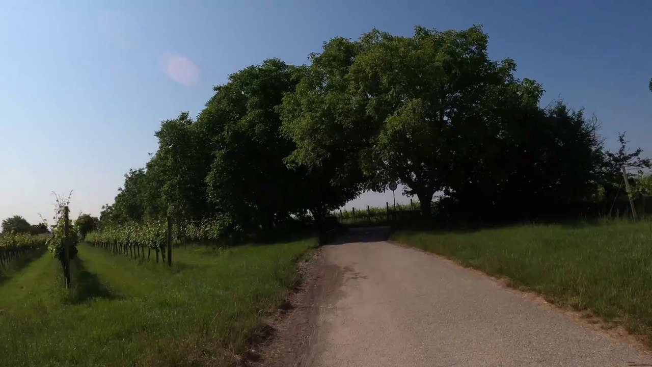 Vom Bisamberg hinunter nach Stammersdorf (POV E-MTB)