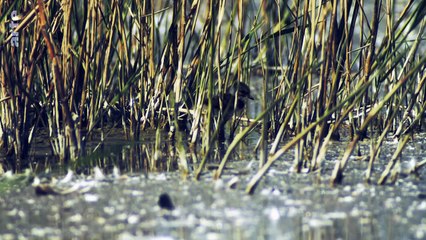 Oiseaux migrateurs _ Sur les ailes du voyage _ ARTE Family