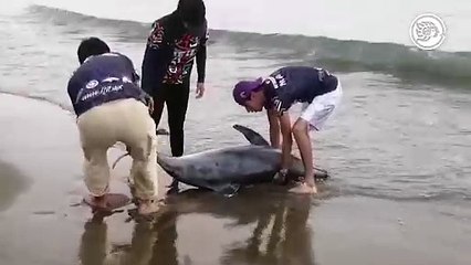 Recala delfín sin vida en playa de Coatzacoalcos