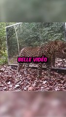 Ce Photographe a Capturé la Plus Belle Vidéo de sa Vie