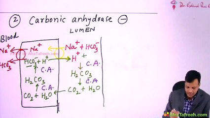 Kidney diuretics pharmacology