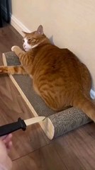 my blog funny video #dailymotion #viral #reels