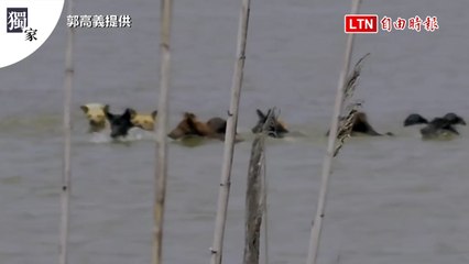 獨家》影像曝光！高雄茄萣濕地 20流浪狗圍攻獵殺白鷺（郭高義提供）