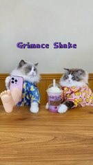 #love #viral #fyp #trend #bts #foryou #tiktok #dailymotion #cat #cute #kreaktif