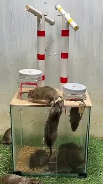 Best mouse trap idea-creative mouse trap at home #rat #rattrap #mousetrap