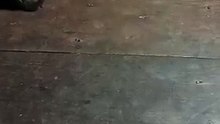 Shihtzu black