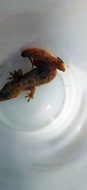 lizard