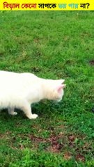 বিড়াল কেনো সাপকে ভয় পায় না