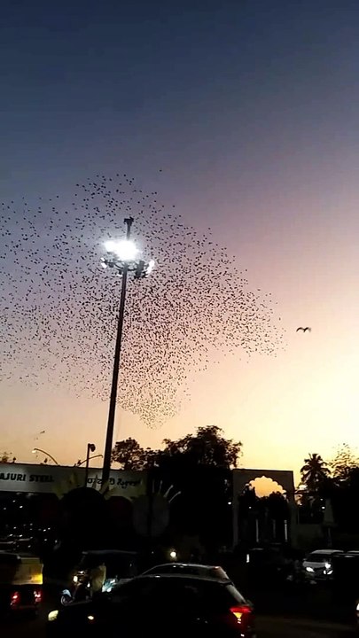 Flying Birds an evening in Gulbarga.
