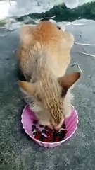 NEW ADOPTED PREGNANT CAT ' 