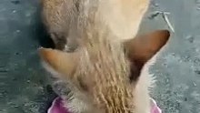 NEW ADOPTED PREGNANT CAT ' 