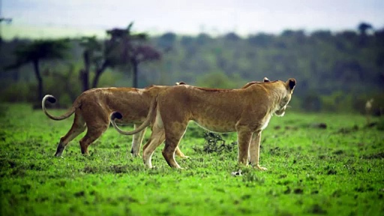 Wild lions @southafrica