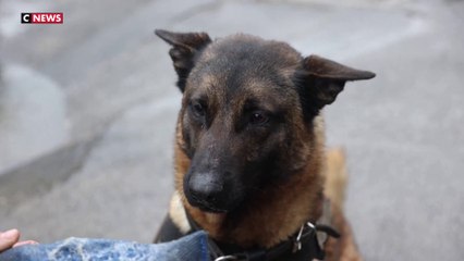 JO 2024 : vers une pénurie de chiens renifleurs