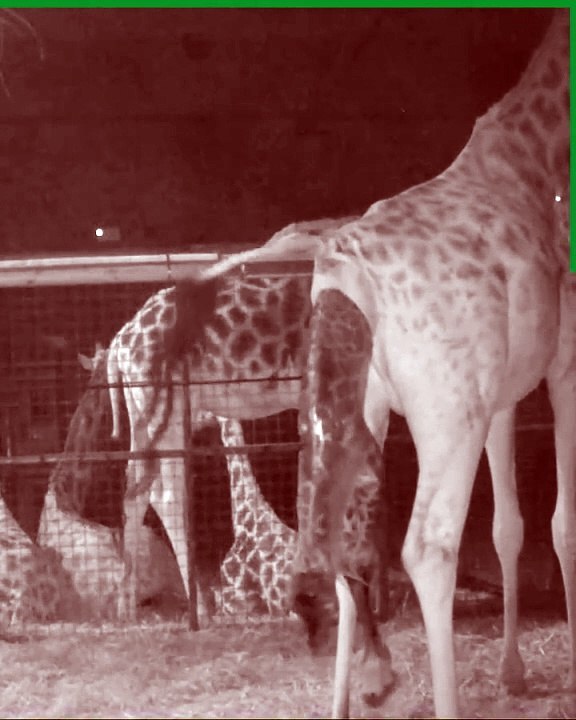 nascimento de girafa, orla