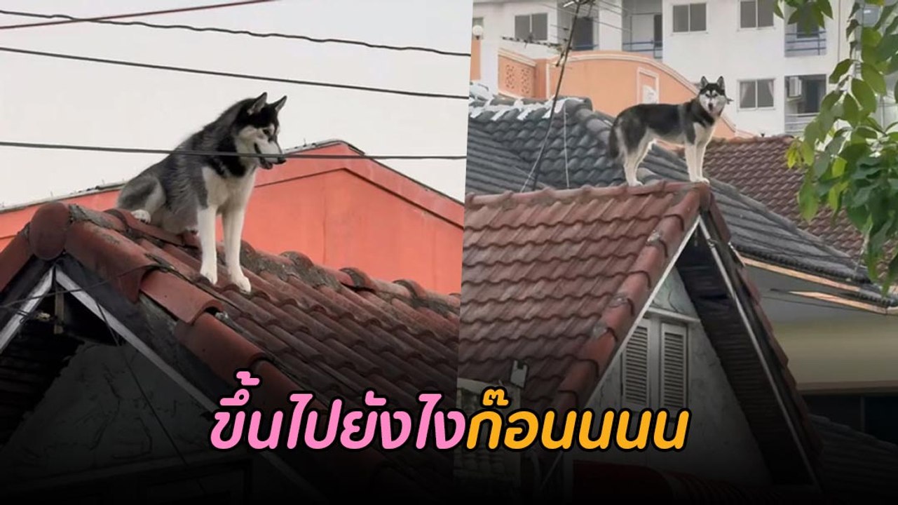 ยืนเท่เลย ! ไซบีเรียน ขึ้นไปเล่นบนหลังคา เจ้าของบอกอย่าให้ไปอุ้มลงนะ