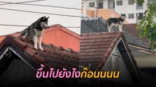 ยืนเท่เลย ! ไซบีเรียน ขึ้นไปเล่นบนหลังคา เจ้าของบอกอย่าให้ไปอุ้มลงนะ