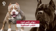 «بولي إكس لارج» الكلاب المحظورة