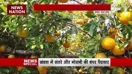 नागपुरा का संतरा अब एमपी के खंडवा में मचा रहा है धूम, दो किसानों ने खेती कर कायम की मिसाल