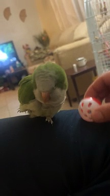 parrot