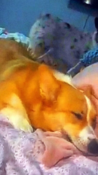 Cute dogs video