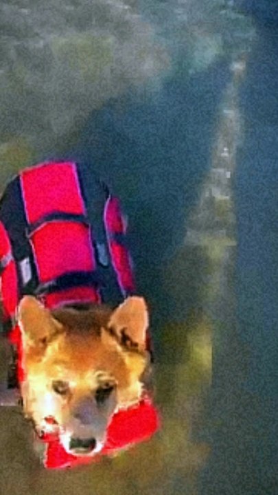 Cute dogs video 25