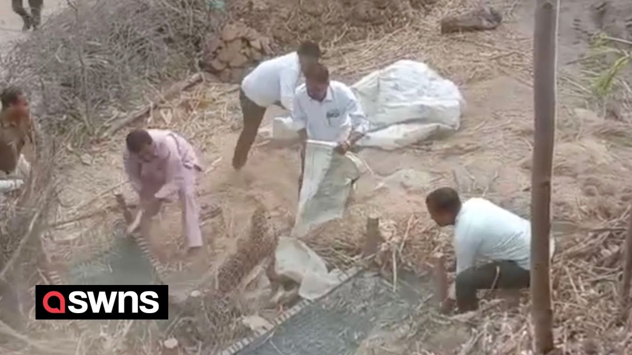 Leopard hidden in hay jumped out and attacked forest official