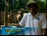 El cuidador de elefantes