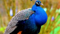 MOST BEAUTIFUL PEACOCKS IN THE WORLD 4K 60fps VIDEO WITH RELAXATION MUSIC