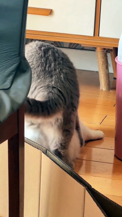 Funny cat video