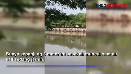 Kemunculan Dua Buaya di Kali Cengkareng Drain PIK Kejutkan Warga