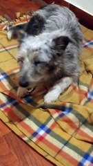 Los hermanos perritos - Amapola y Broly (2023)