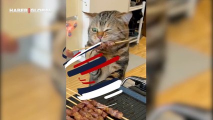 Minik kedinin kebap keyfi... İştahı iştahları kabarttı