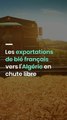 Les exportations de blé français vers l’Algérie en chute libre