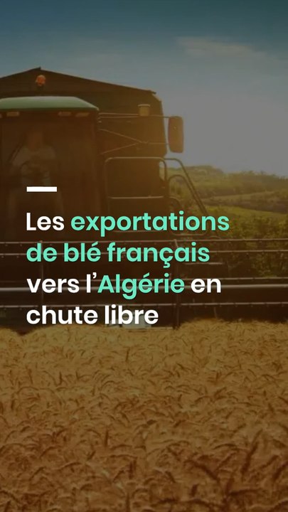 Les exportations de blé français vers l’Algérie en chute libre