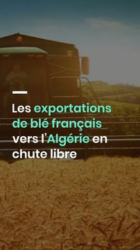 Les exportations de blé français vers l’Algérie en chute libre