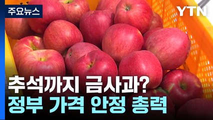 금사과 언제까지..."햇사과 수확 전 가격 안정 어려워" / YTN