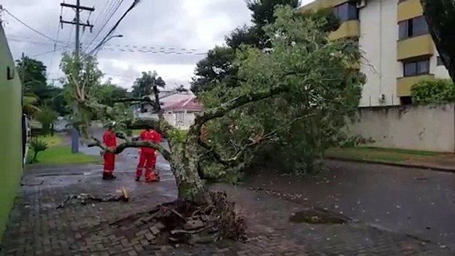Queda de árvore mobiliza Corpo de Bombeiros no Country
